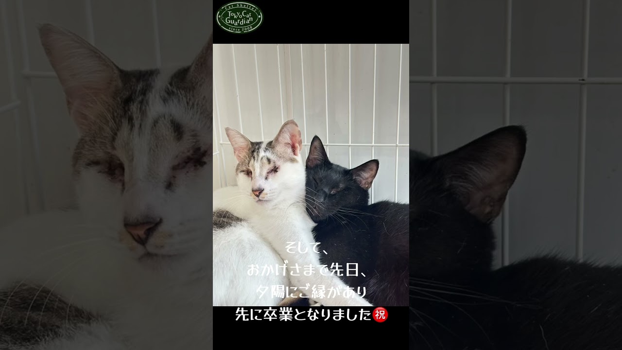 【里親募集中】全盲猫のあさひ・見えなくても元気いっぱい甘えん坊！　 #保護猫 #子ネコ#保護猫カフェ