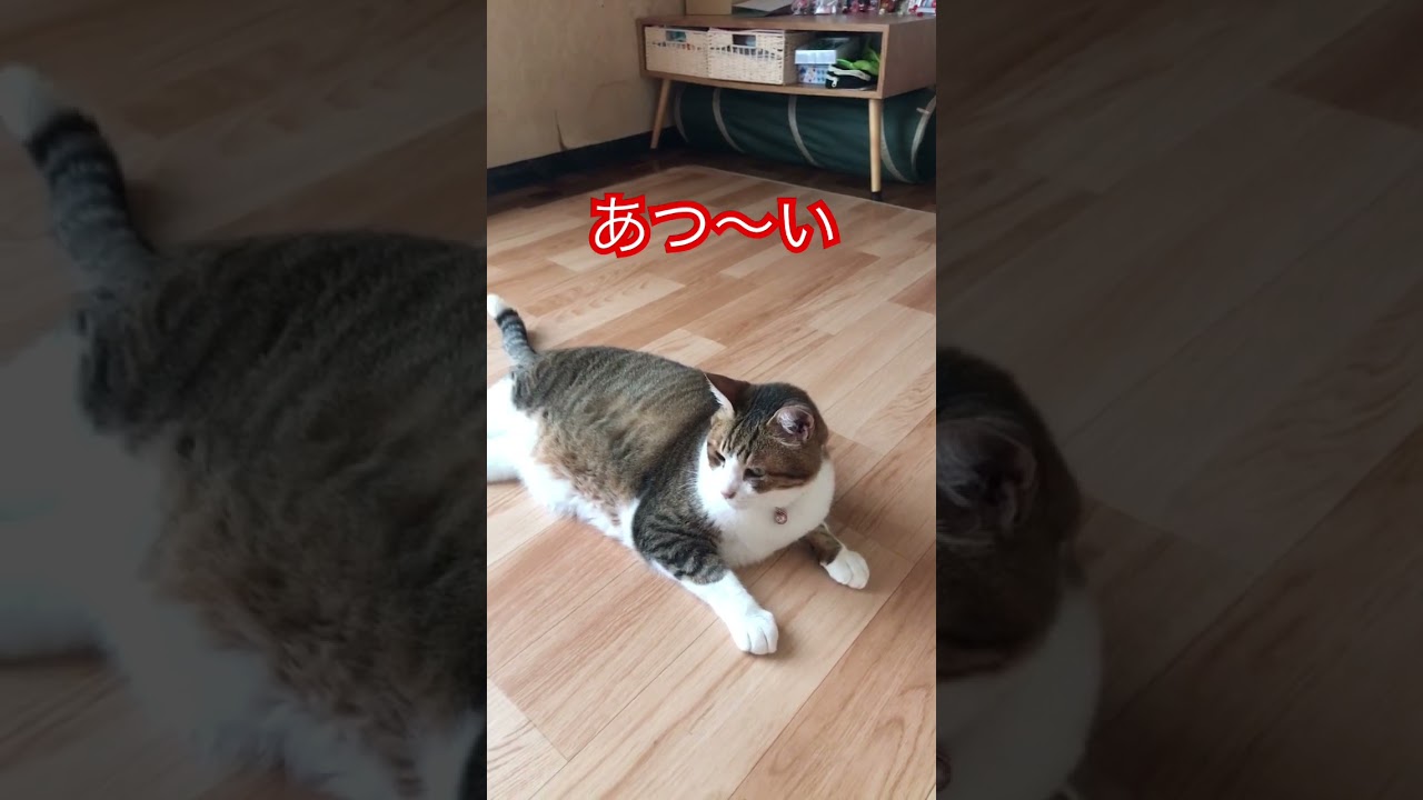 どうにかしてくれ〜〜