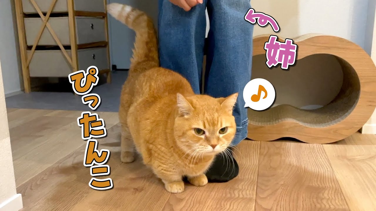 ママを差し置いて姉に甘える猫だったはずが…？【猫パンチ】