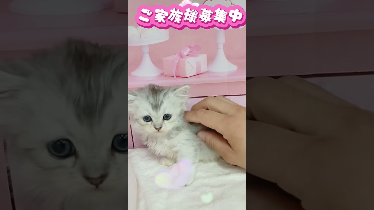 【ご家族様募集中】長足マンチカン女の子♡ #cat #かわいい子猫 #kitten #子猫 #cute #子猫ブリーダー #長足マンチカン #マンチカン