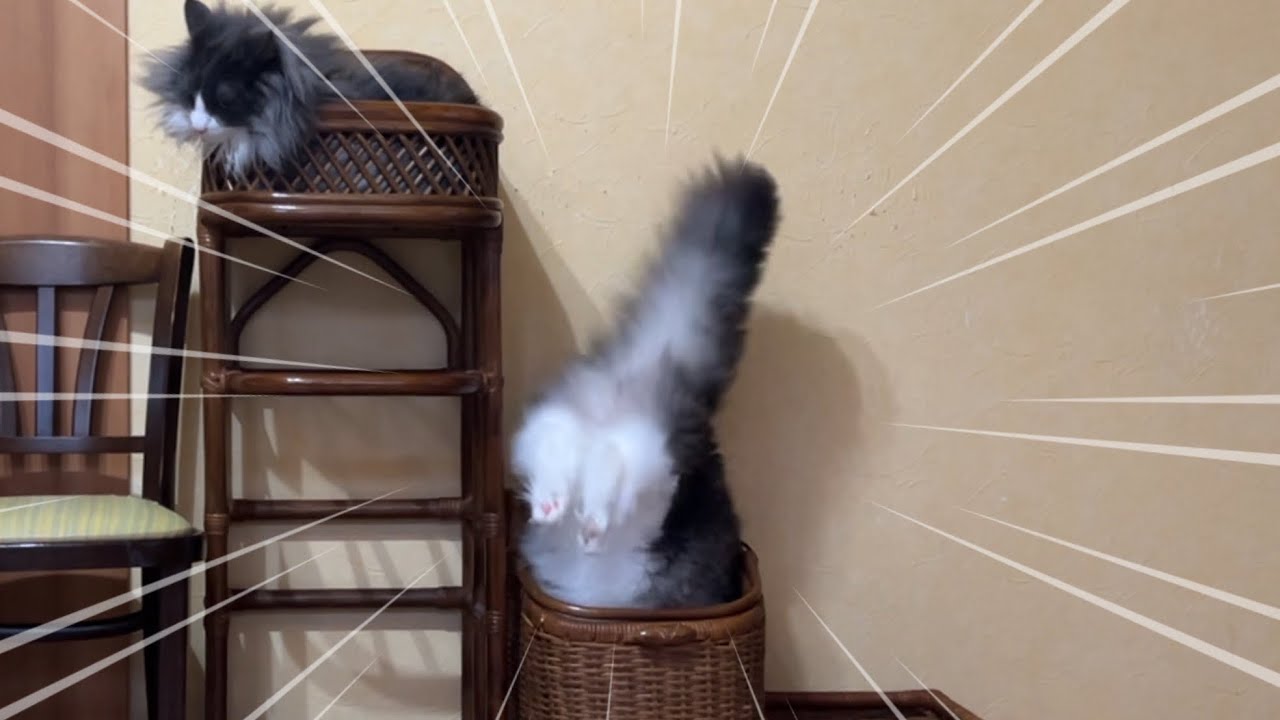 【挑戦‼︎】性格の違う個性豊かなもふ猫たちの、かわいい挑戦♡ノルウェージャンフォレストキャットとターキッシュアンゴラ