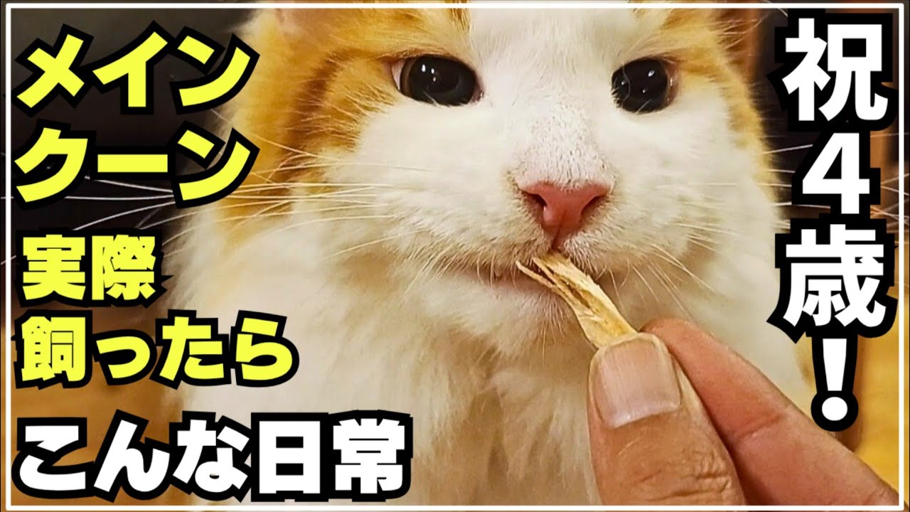 4歳になったメインクーンにいっぱいおやつをプレゼントしてお祝いしたら爆食いでした