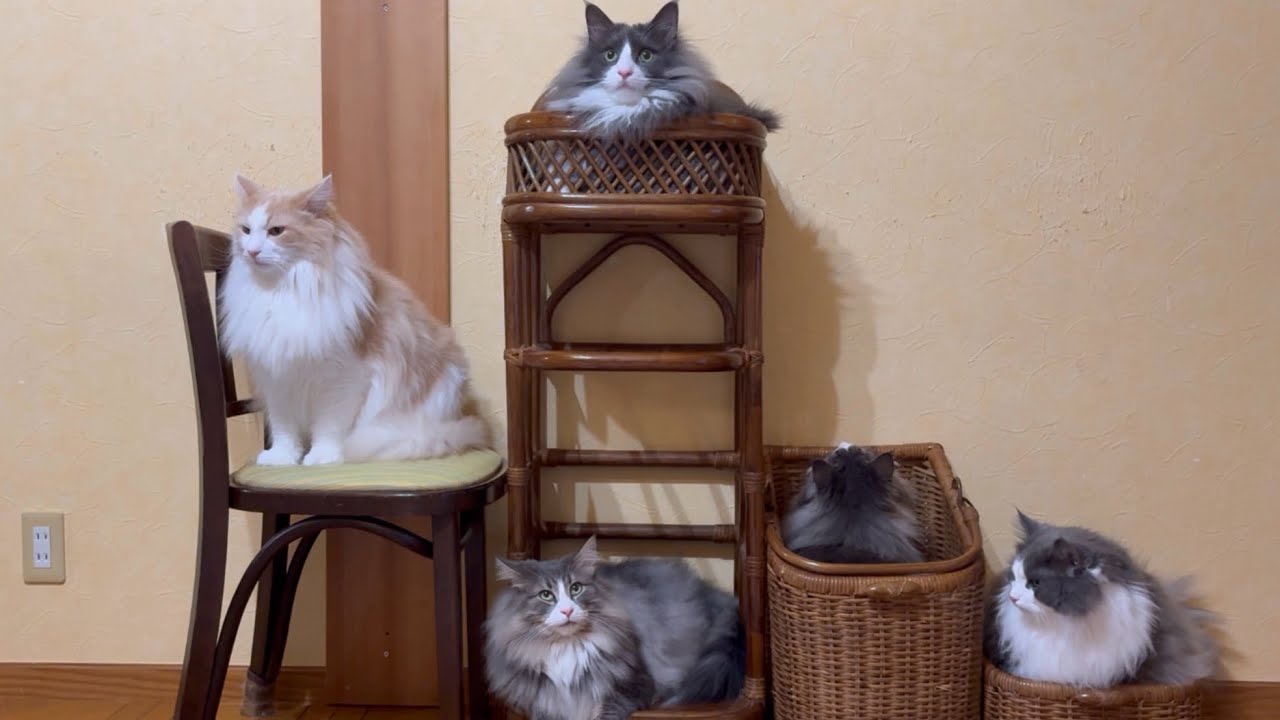 【大集合♡】個性豊かなもふ猫たちが集まると、もふもふわちゃわちゃ可愛かった…ノルウェージャンフォレストキャットとターキッシュアンゴラ