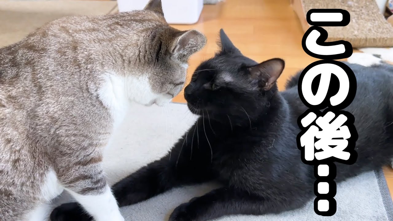 大好きな姉猫の頭に手を置いた黒猫くんの末路が…笑