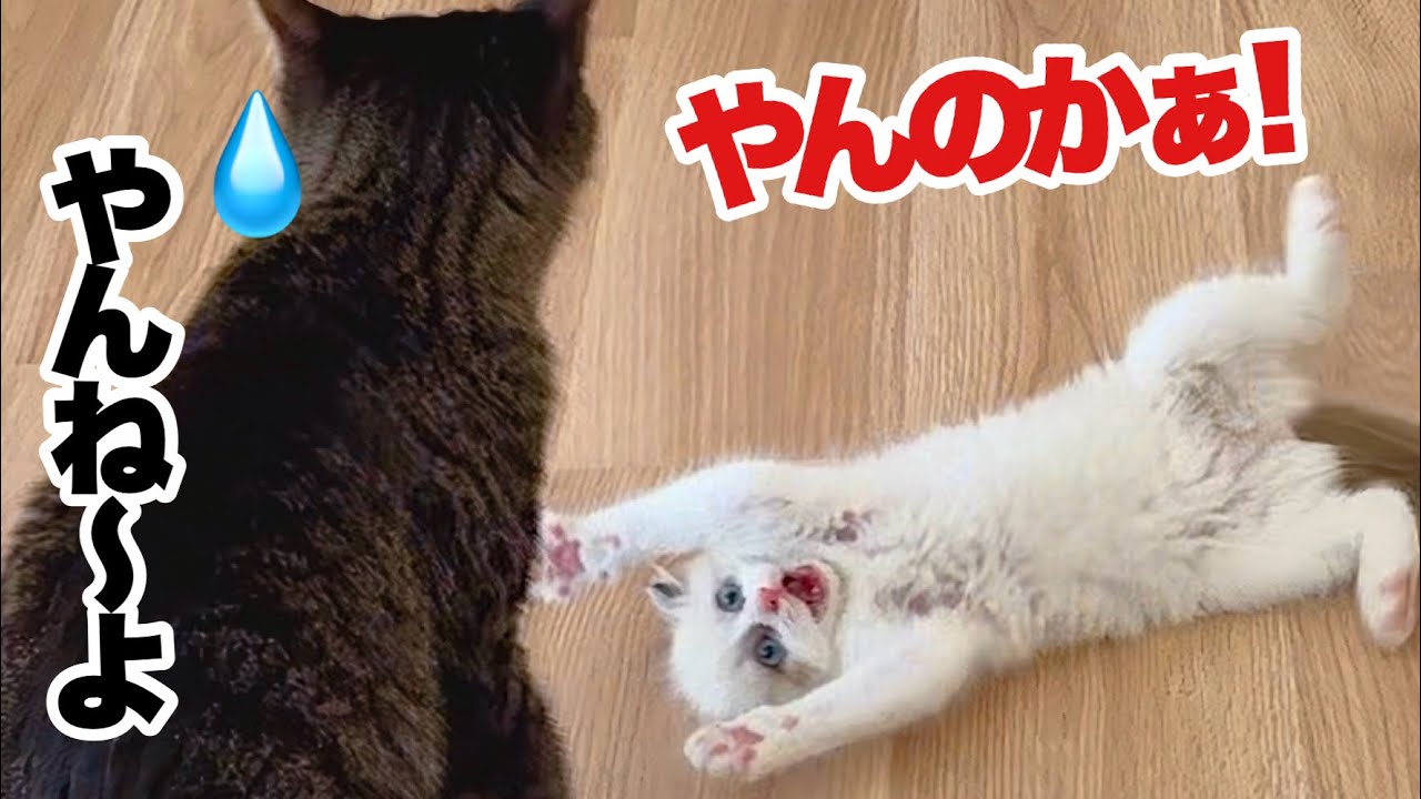 弱々しかった保護子猫､最強の暴走おてんば娘に変身しました