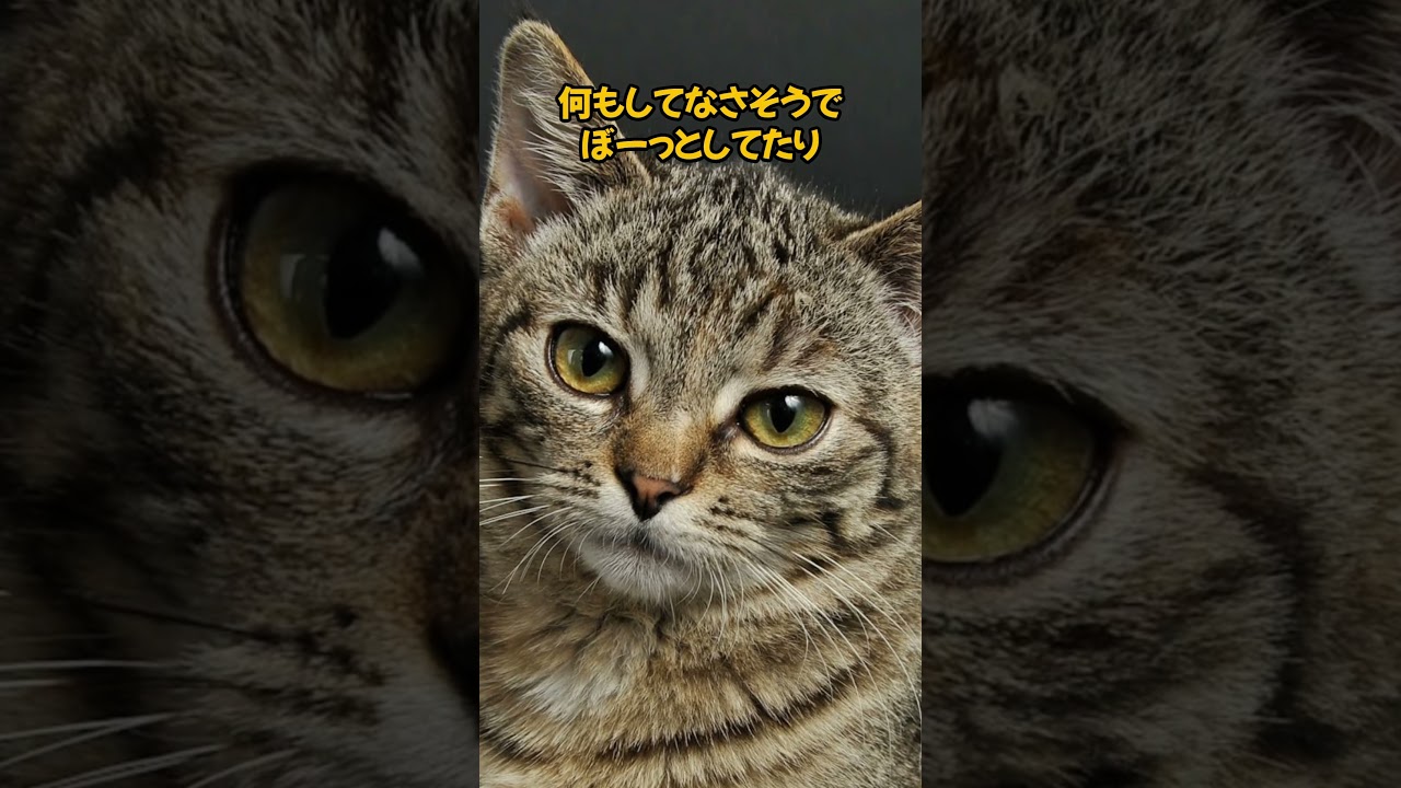 猫が嫌がる抱っこ😿 #猫動画 #猫のいる暮らし #ねこたんの解説 #cat #猫雑学 #猫好き