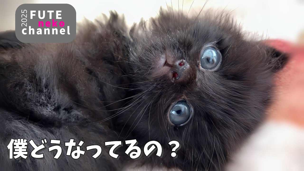 ギリギリで保護された子猫の身体が動かなくなってしまいました【保護子猫】