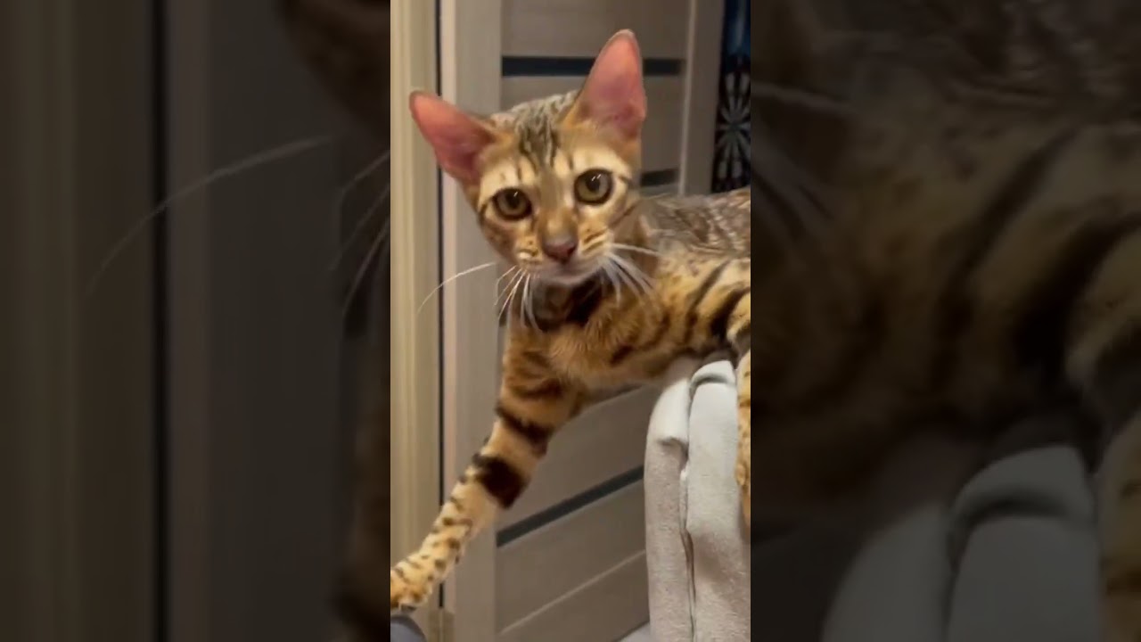 Bengal cat. Attack is my life. I am the biggest hunter) #cat #lifeisbutadream #kitten #kitty