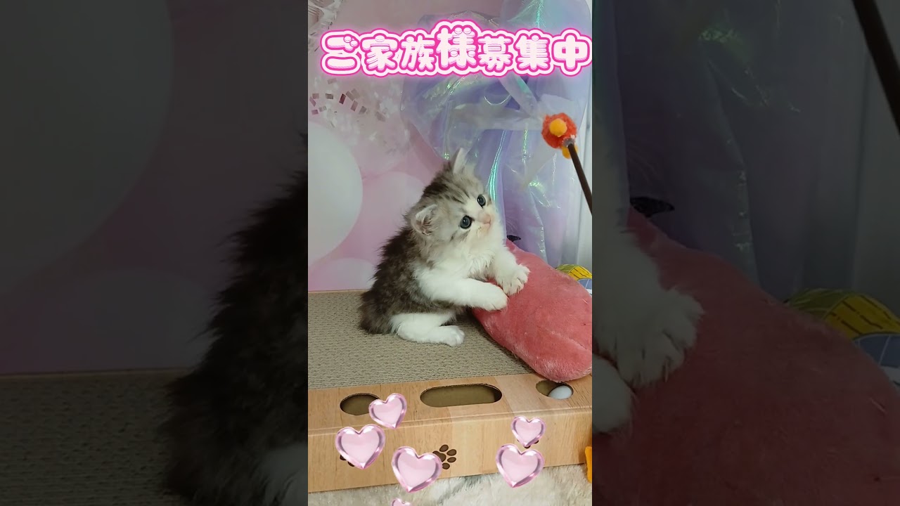 【ご家族様募集中】長足マンチカン男の子♡ #cat #かわいい子猫 #kitten #子猫 #cute #子猫ブリーダー #長足マンチカン #マンチカン
