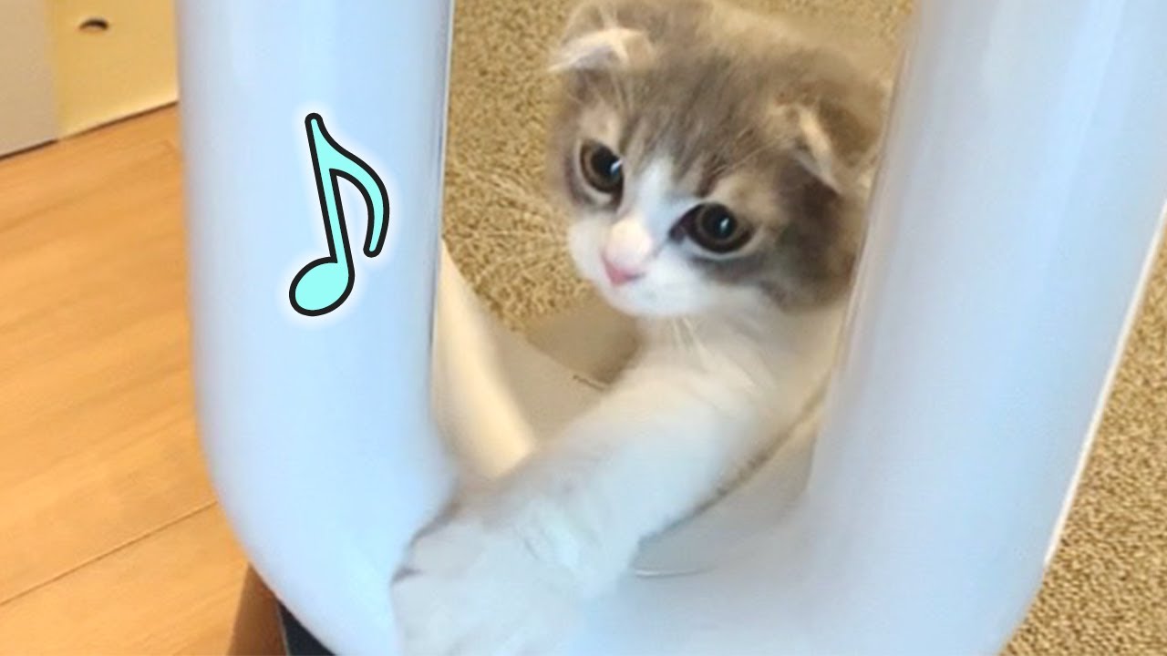 ダイソン扇風機がやって来た時の子猫の反応！【スコティッシュフォールド】