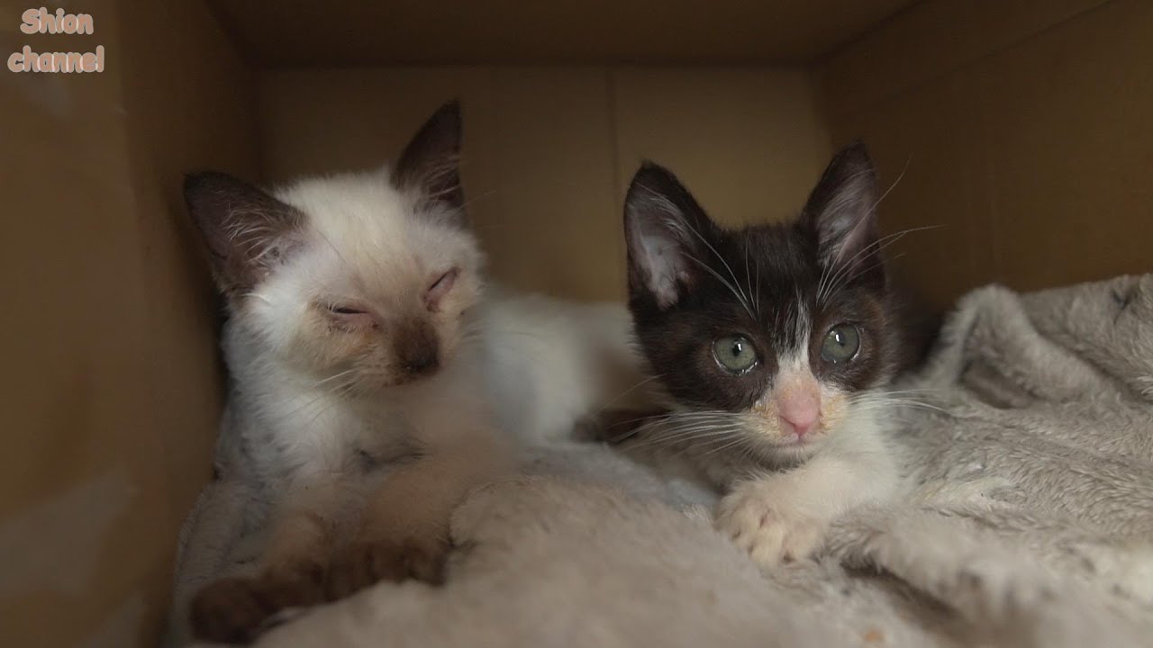 保健所から風邪と栄養失調で弱っていた子猫たちがやってきました