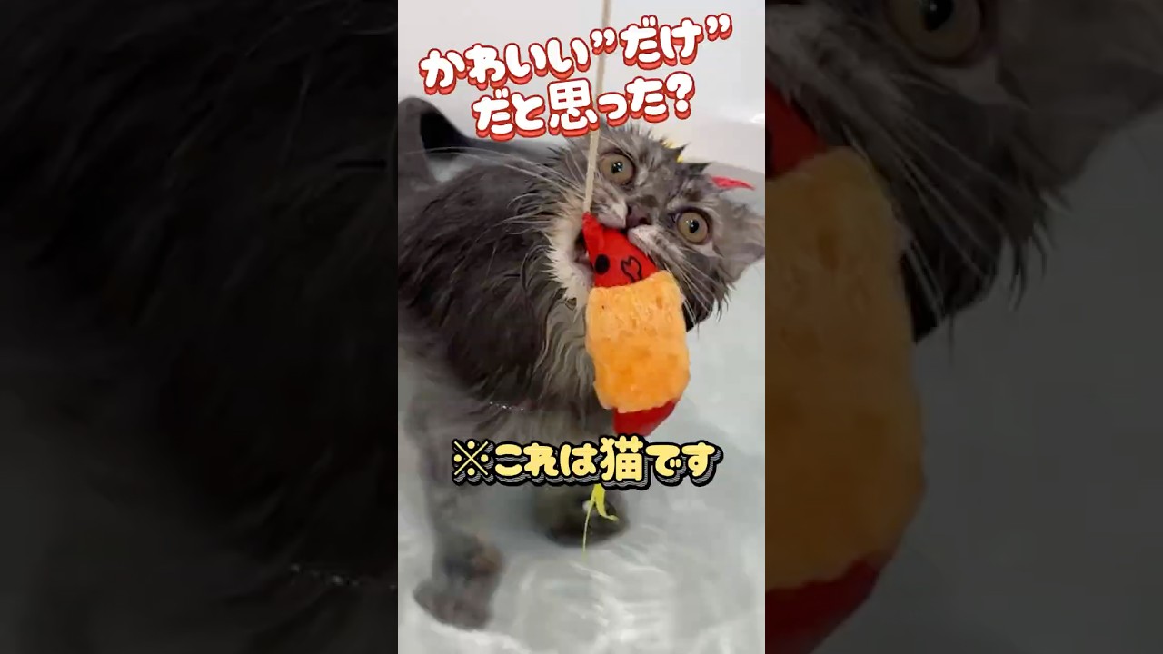 子猫ビビ、まさかのお風呂で豹変！？#サイベリアン #子猫 #猫のお風呂 #ギャップ猫