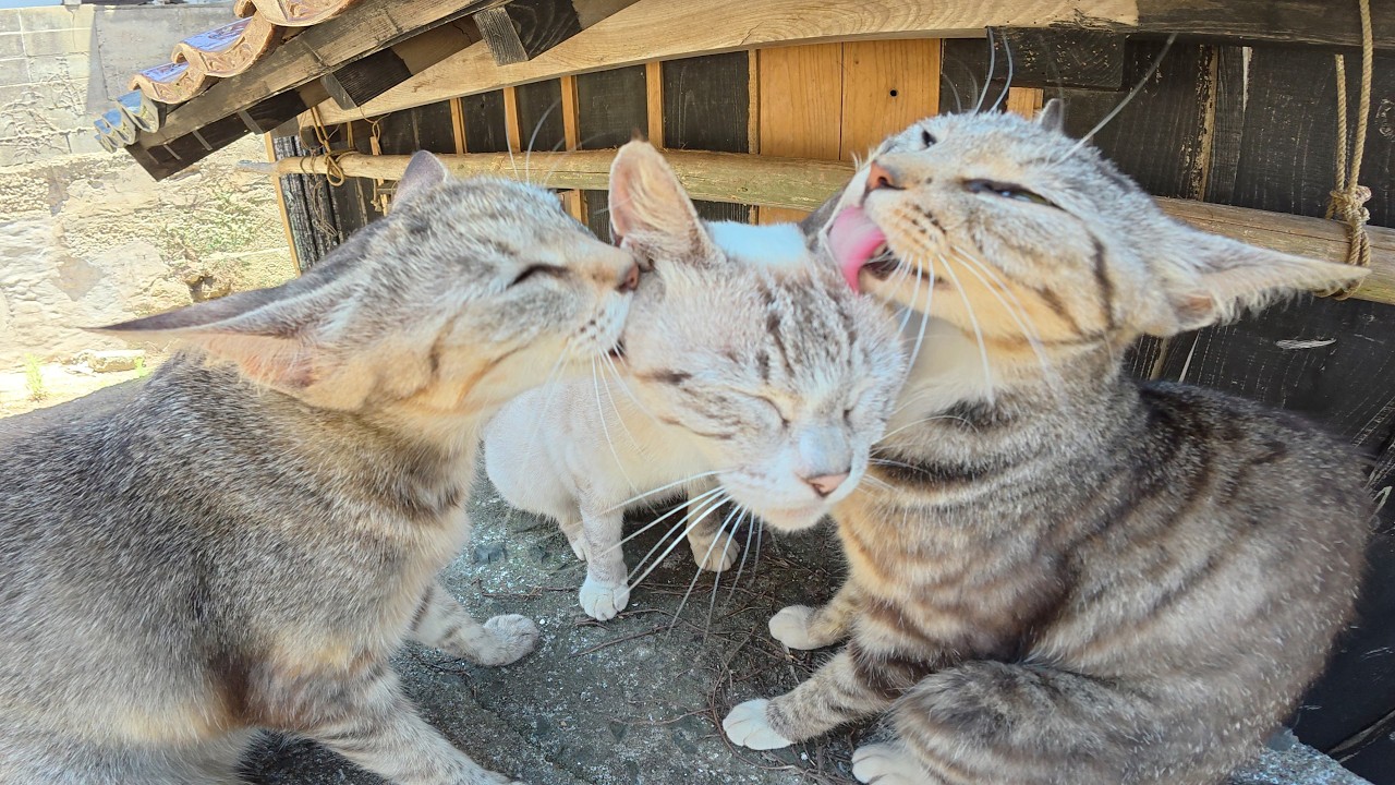 2匹のキジ猫がバニラアイスみたいなシャム猫を美味しそうに舐める