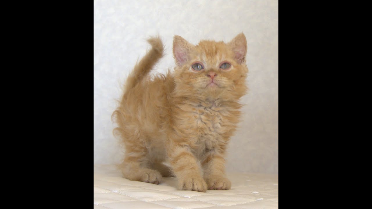 セルカークレックス子猫　Selkirk Rex　2025.5.28産まれ　レッドタビー　巻き毛　セミロング　男の子　シーダキャット猫のお店