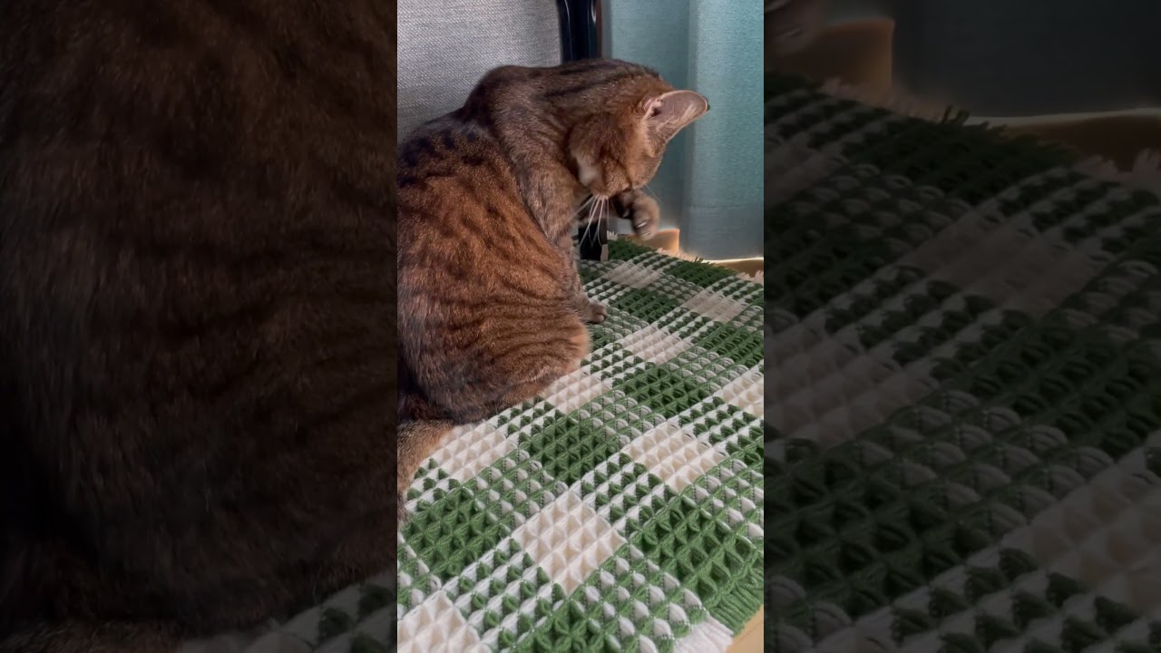 #猫#cat #きじとら猫 #日本猫 #shorts