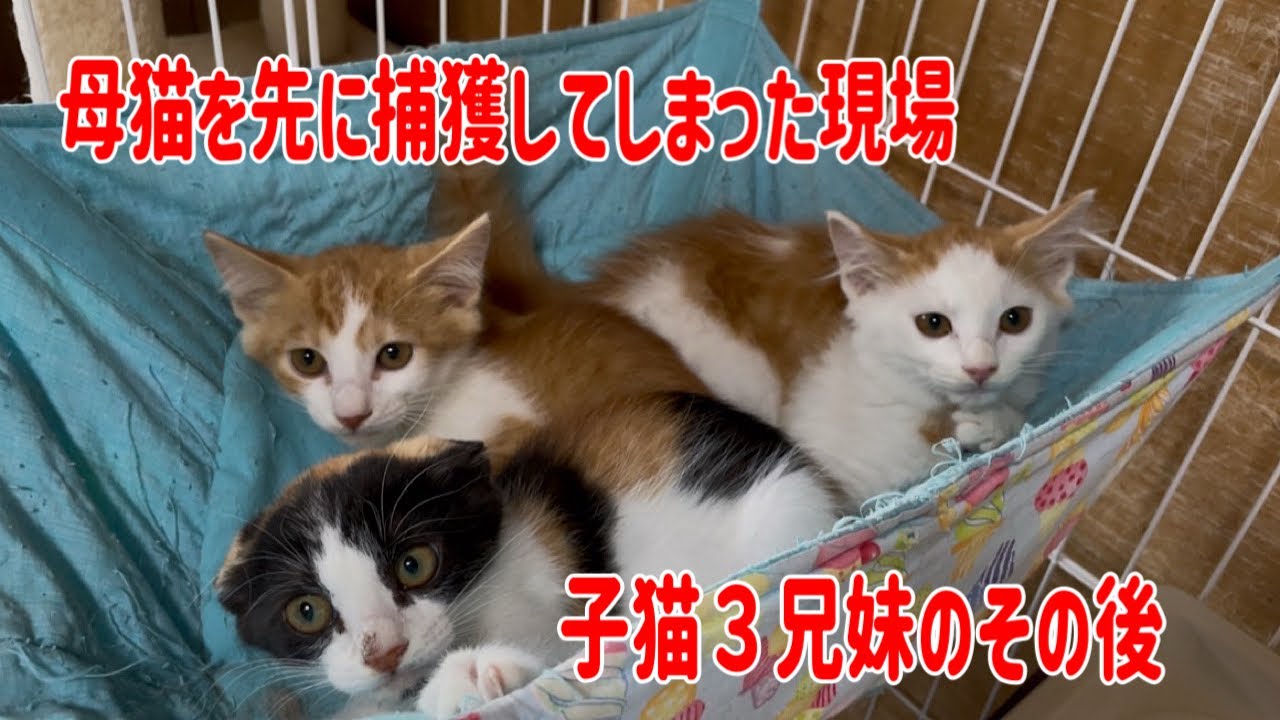 【取り残された子猫3兄妹】威嚇が少ないので人から可愛がられていた？