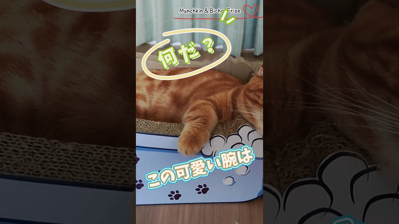 【マンチカン】何だ？この可愛い腕は？ 【犬と猫、両方飼ってると毎日かわいい♥】
