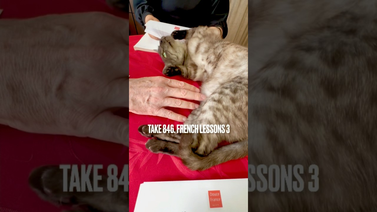 #猫も一緒にフランス語サロン#くつろぎすぎ #フランス語会話 #人見知りしない子 #egyptianmaucat #エジプシャンマウ #エジプシャンマウスモーク #shorts