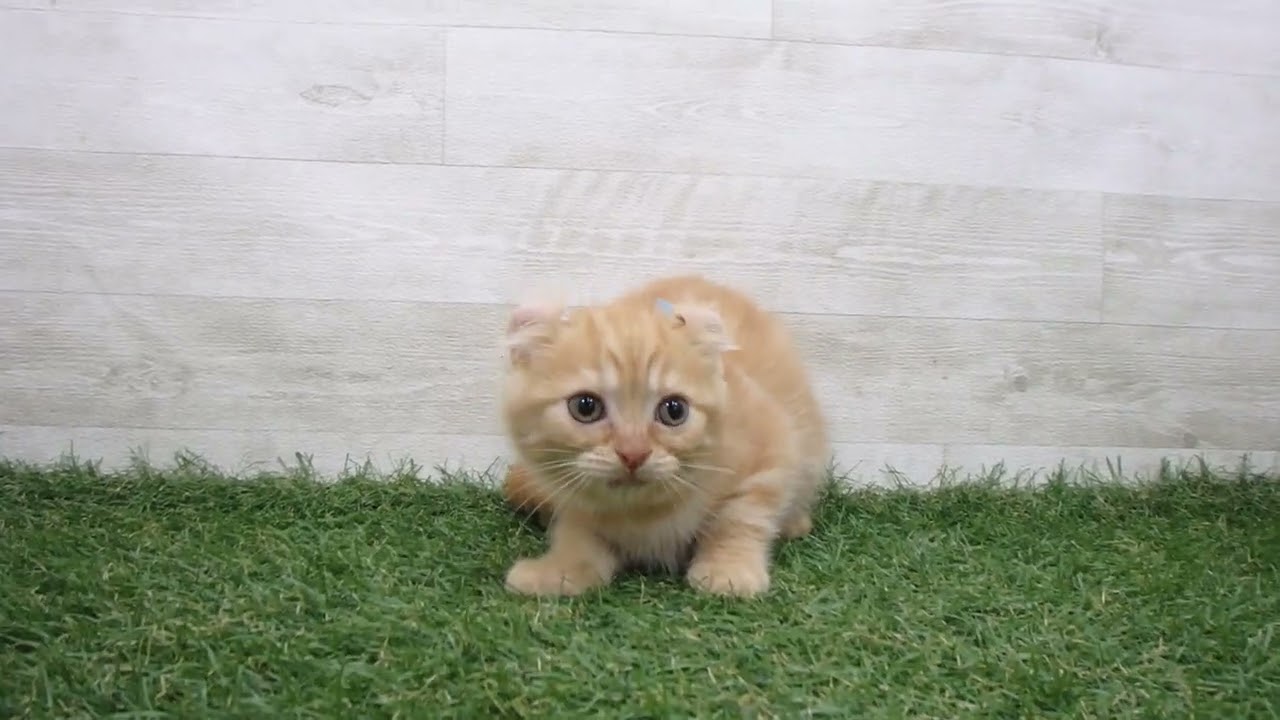 Coo&RIKU　No.00726364 アメリカンカール