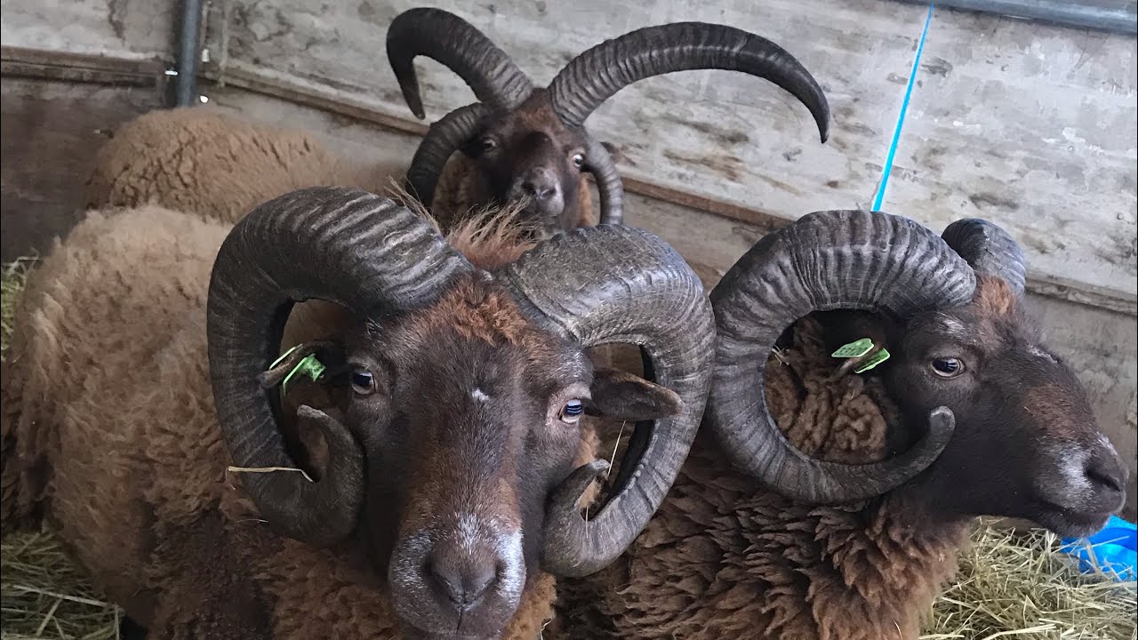 茶色の小さな羊　マンクスロフタン