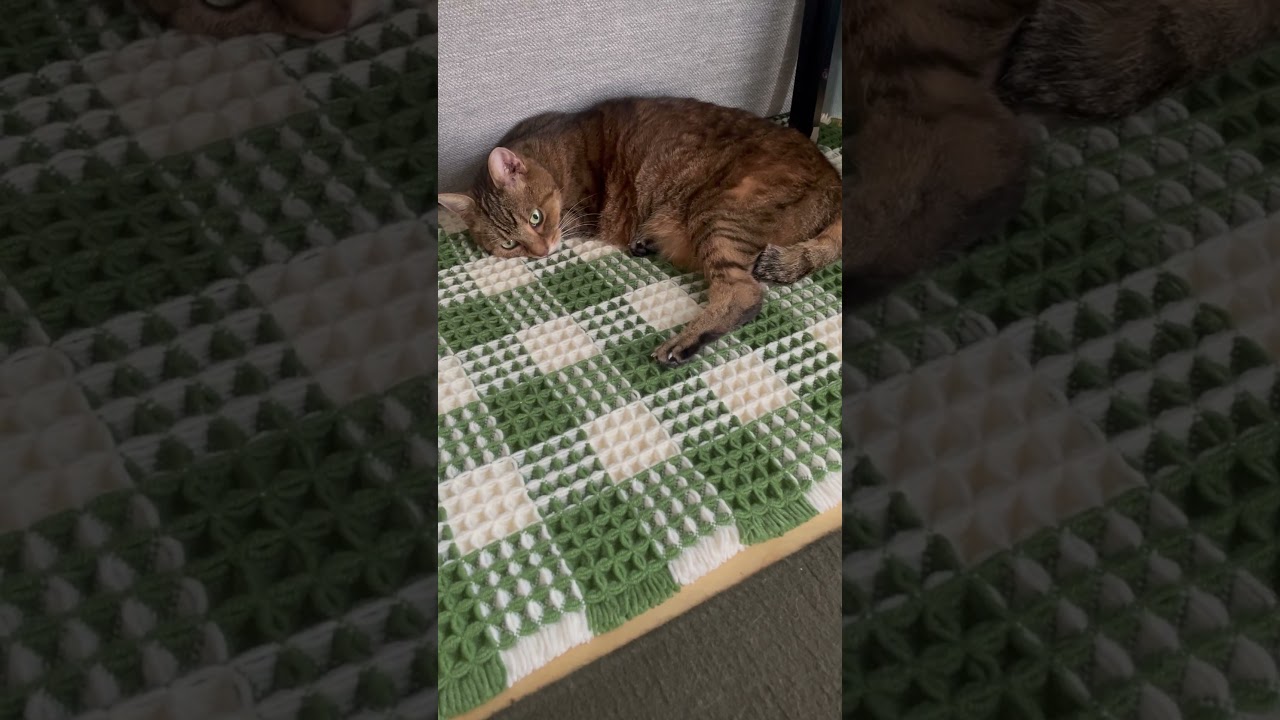 #猫#cat #きじとら猫 #日本猫 #shorts