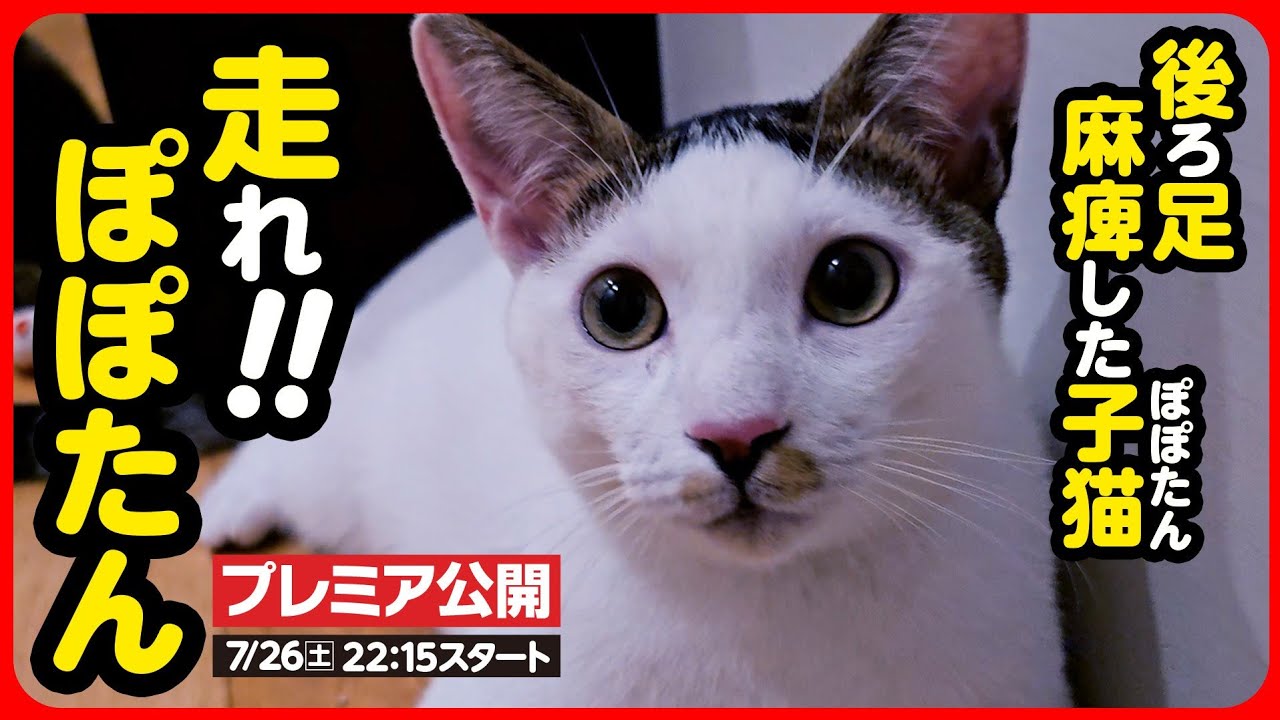 【子猫 保護】後ろ足が麻痺した子猫が歩けるようになりました！【続編】