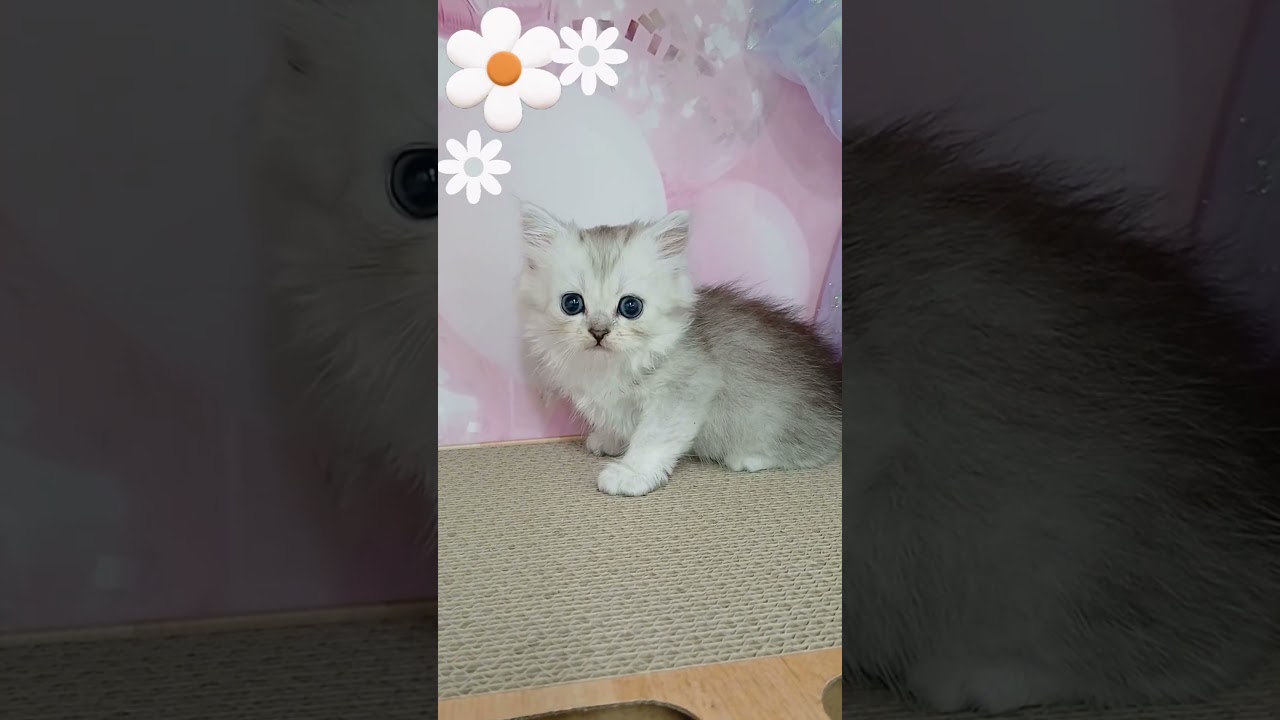【ご家族様募集中】長足マンチカン男の子♡ #cat #かわいい子猫 #kitten #子猫 #cute #子猫ブリーダー #長足マンチカン #マンチカン