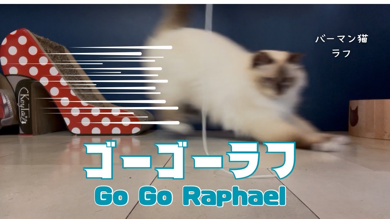 バーマン猫ラフ【ゴーゴーラフ】Go Go Raphael（バーマン猫）Birman/Cat