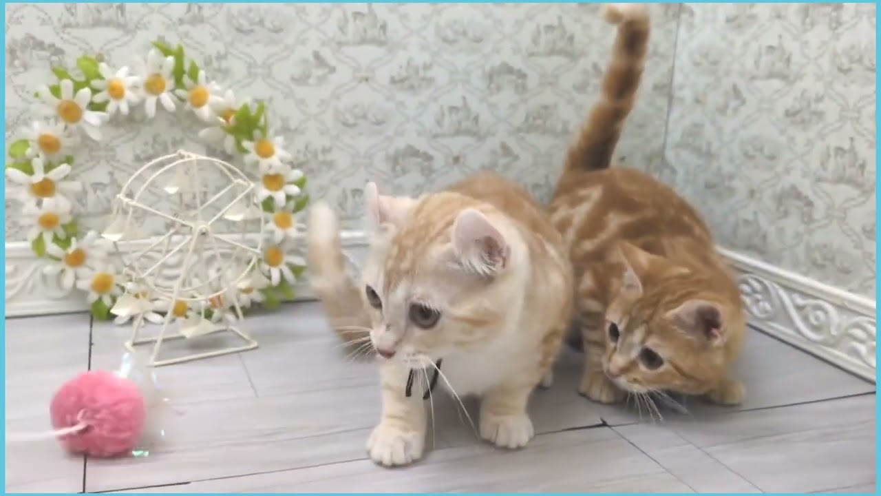 Coo&RIKU　No.00722250 アメリカンカール