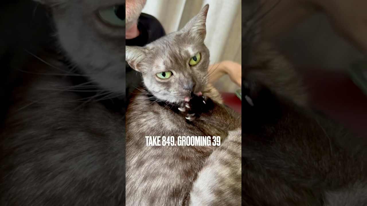 後ろ足を両前足でつかみ #グルーミング #grooming#egyptianmaucat #エジプシャンマウ #エジプシャンマウスモーク #エジプシャンマウの仲間たち #猫の舌 #shorts