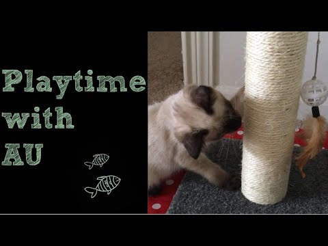 Siamese Kitten Plays With Toys! (Very Cute) | かわいいシャム猫の動画！