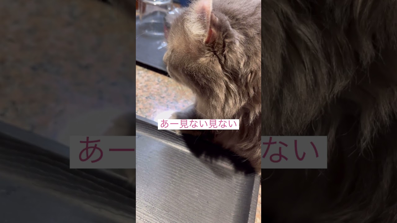 お魚天国シリーズ #ねこ動画 #アメリカンカール #猫