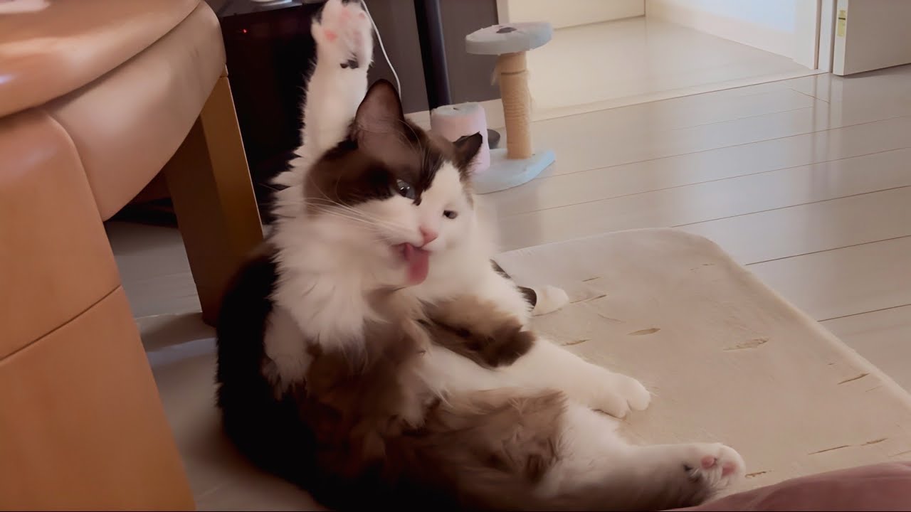 【でぶ猫】ギリギリで毛繕いするラグドールが余裕の直立開脚見せにきた😈