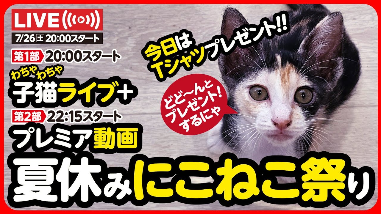 🔴【ライブ記録】わちゃわちゃ子猫ライブ！豪華Tシャツプレゼント🎁