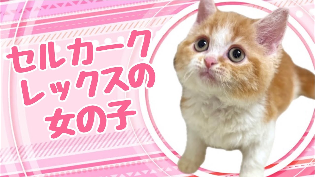 セルカークレックスの子猫　（和歌山）