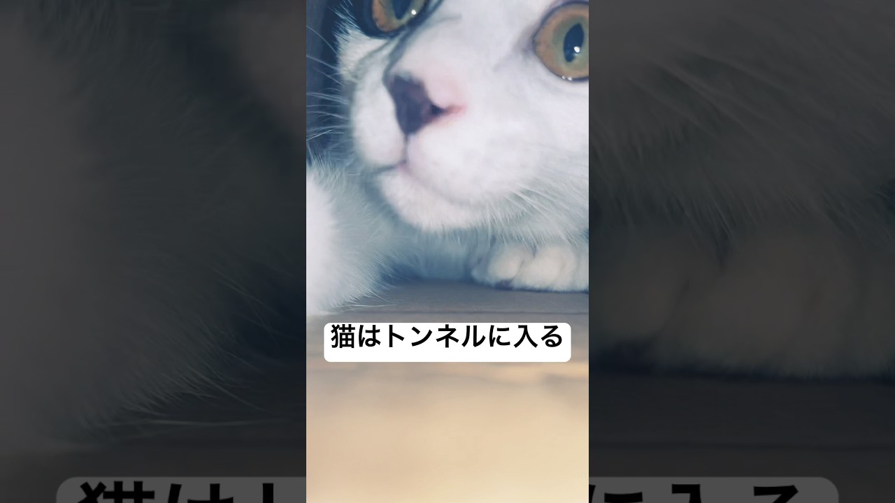 猫の謎⑤ トンネル入る #子猫  #子ネコ #猫のいる暮らし #好きな子猫 #ねこ  #元気になる動画 #保護猫 #cat