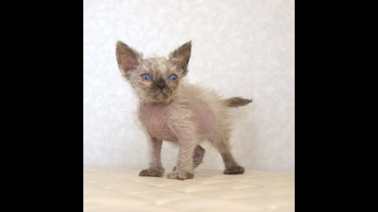 セルカークレックス子猫　Selkirk Rex　2025.5.28産まれ　シールポイント　巻き毛　女の子　シーダキャット猫のお店