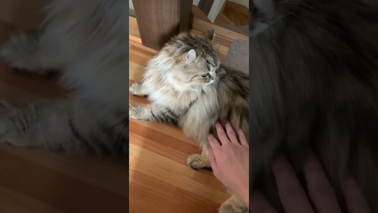 撫でられて喜んでるまりんちゃん　#アメリカンカール  #猫のいる暮らし #猫 #かわいい  #shorts