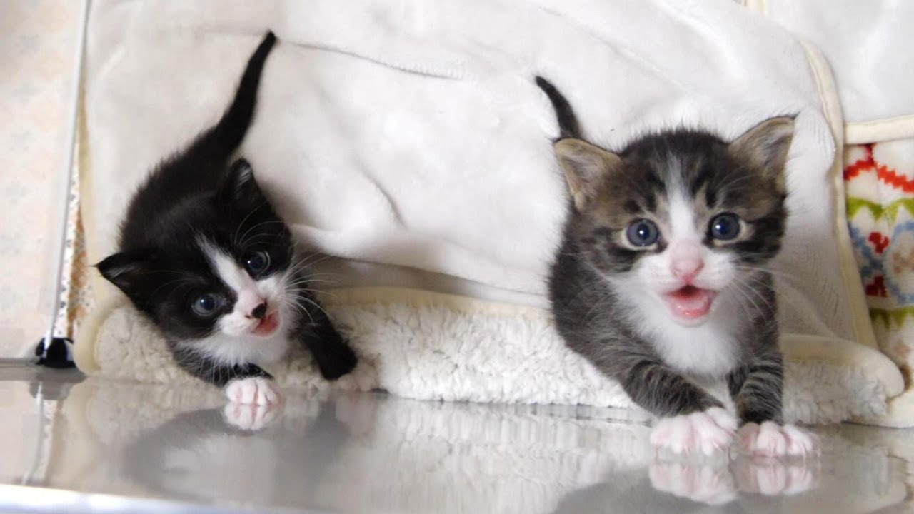 何かに気づいた子猫たちが慌てて部屋から出ようと試みるも壁が高すぎてママの助けを待つ【赤ちゃん猫　保護猫】
