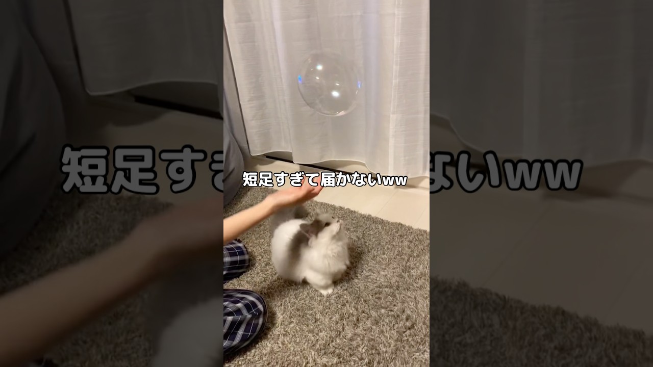 短足すぎて泡に届かないマンチカン #マンチカン #マンチカン短足 #shorts