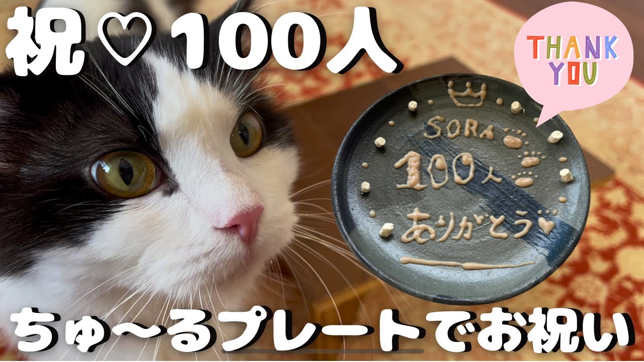 【祝♡登録者様１００人】ありがとうございます！｜そらにちゅ〜るプレートをプレゼント｜クイズもあるよ♡｜ハチワレ｜4歳｜ラグドール✖️マンチカンの男の子
