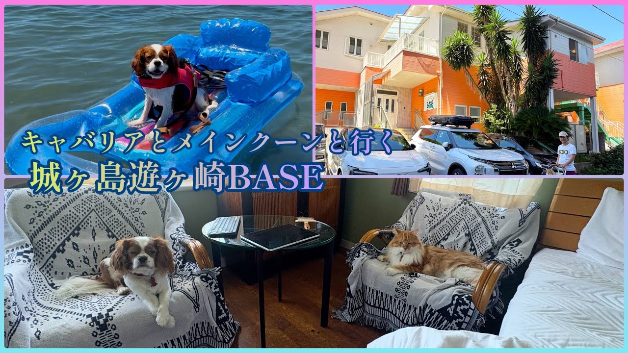 城ヶ島遊ヶ崎BASE泊　キャバリア、メインクーンの旅　海水浴に挑戦！