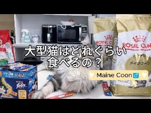 「メインクーン」大型猫はどれぐらい食べるの？