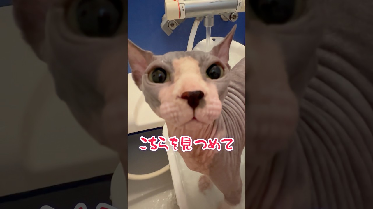 スフィンクス猫も可愛くなれるらしい❣️#shorts#cat #sphynx #猫 #猫のいる暮らし
