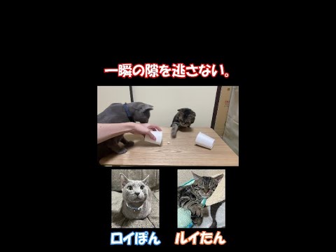 一瞬の隙を見逃さない猫 #Shorts