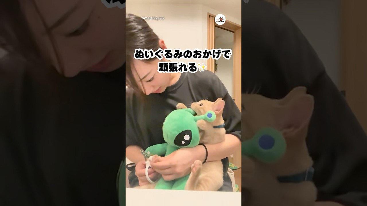 ぬいぐるみを抱えて爪切りを頑張る猫さん｜PECO