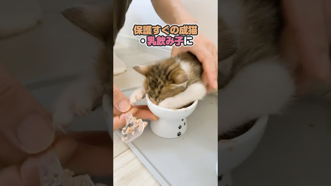 子猫が無我夢中で離乳食を食べる姿がかわいすぎる！家猫と保護猫を一緒にするのは危険です【保護猫生活】