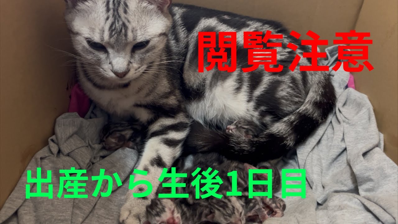 閲覧注意　出産から生後1日目の様子