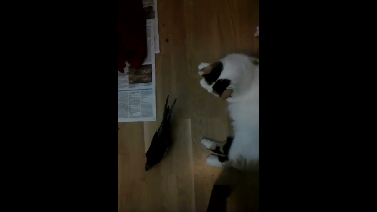Cockatiel Tipi and cat :)