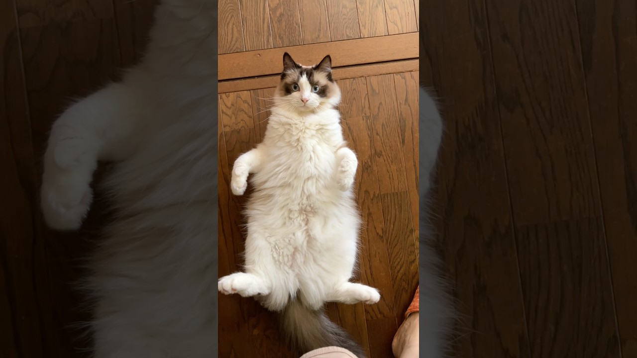 腹筋する巨大猫　#猫  #cat  #ラグドール
